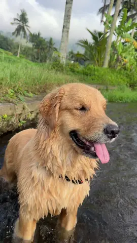Baby Girl🥰🥰#goldenretriever #puppy 