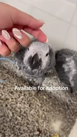 #creatorsearchinsights #africangreyparrot #greyparrot #parrot #bird 