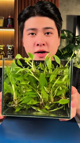 10 nhánh Lan nước ( KHÔNG ĐẾ) 