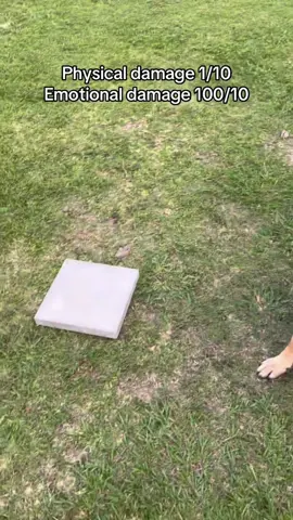Belgian Malinois running on 100% energy and 0% chill 🐶😂 #FunnyDogs #BelgianMalinois #DogComedy #PetHumor #NoChill