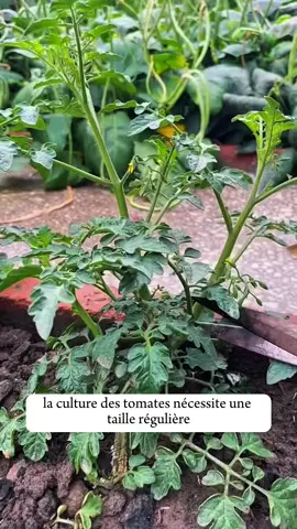 🍅 5 astuces indispensables pour obtenir une récolte de tomates plus abondante ! #JardinageFrance #Potager #Tomates #ConseilsJardinage