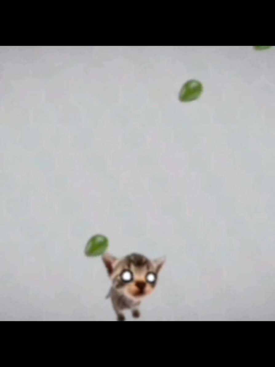 I couldn't make a new post today so enjoy this old one! | Hoy no he podido publicar nada nuevo, así que disfrutad de esta publicación antigua! #meme #fyp #elgatito #cat #foryou 