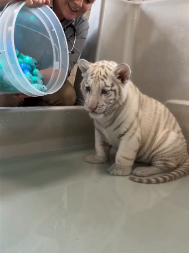 The Fluffiest Bath Time Guest Ever 🐶🛁 #FluffyDog #CutePuppy #DogLovers #FunnyDogs #CuteAnimals #FacebookReels #ViralReels