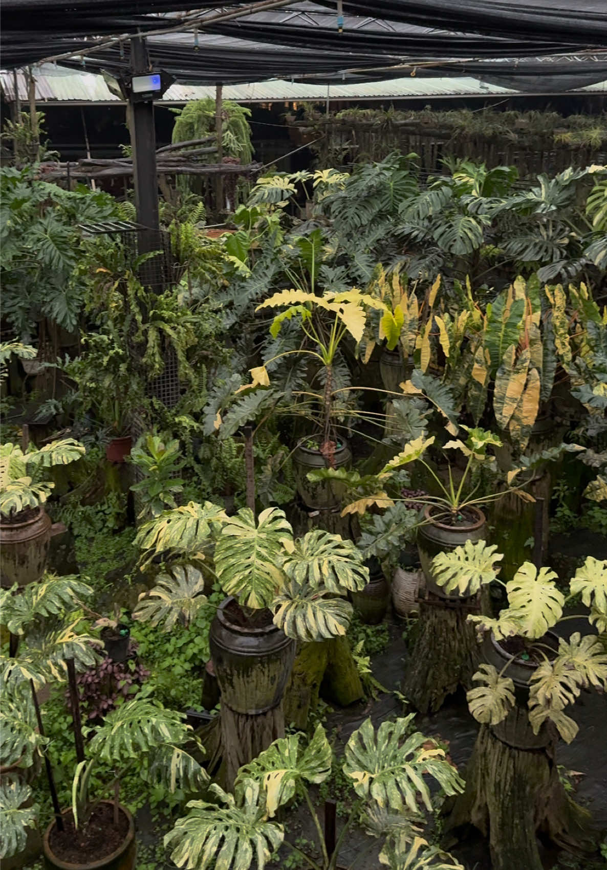 Dạo chơi vườn kiểng lá Bác “ Lê Thành Tâm” #kiểnglá #garden #LeThanhTam 