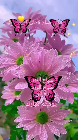 احلى صباح لاحلى ناس  #صباح_الخير #احلى❤️ #pourtoii #دعاء_يريح_القلوب 
