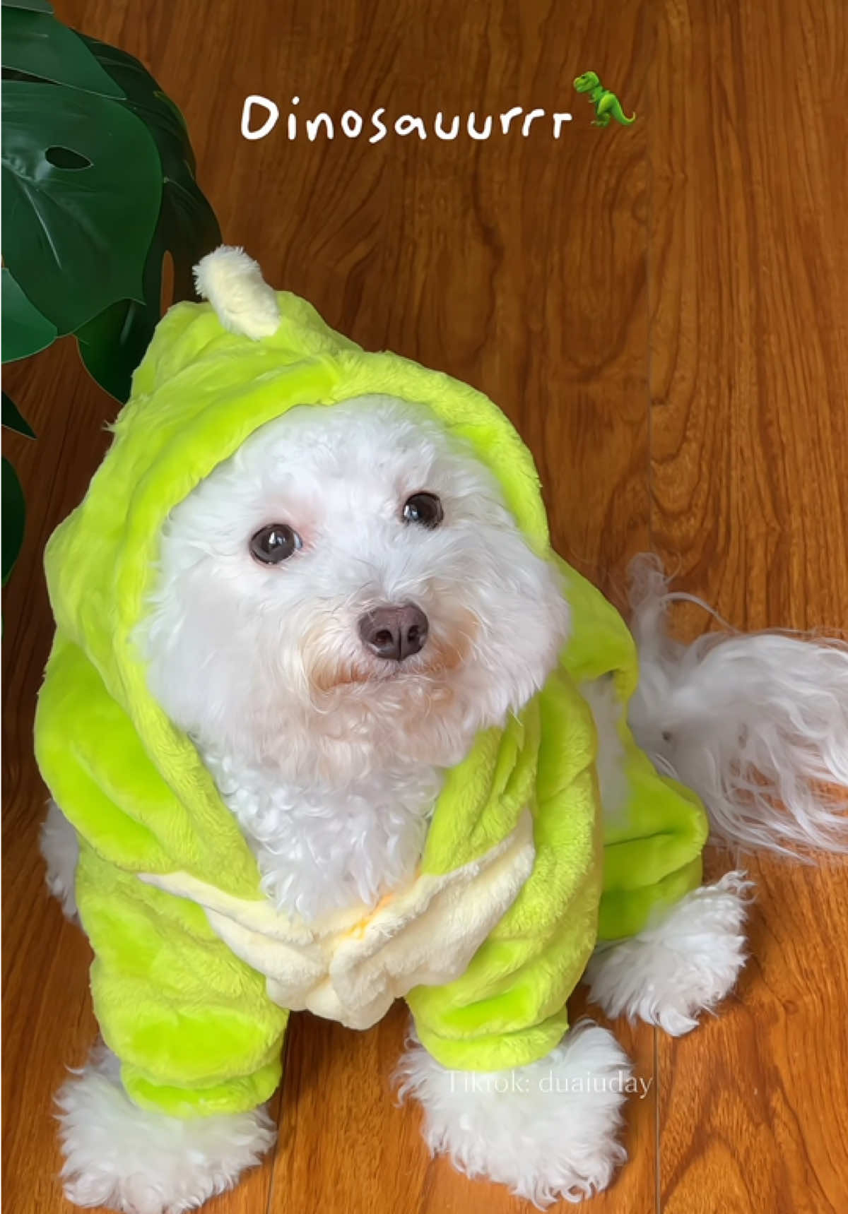 Lạnh nì ôm thì thích lắmm 😝😝 #xuhuong #dinosaur #chó_cưng #bichon #viral 