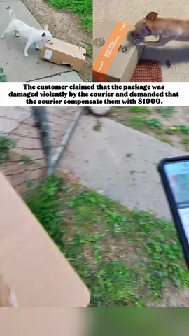 Thecustomerclaimedthatthepackagewasdamagedviolentlybythecourieranddemandedthatthecouriercompensatethemwith$1000.#fyp #new #dog #foru #viral 