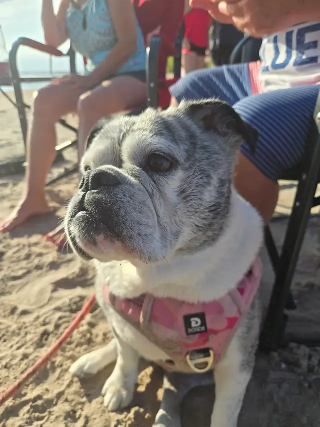 Ruby the 10 year old bulldog mix that is in her happiest place at the beach, wearing her Shark life jacket, swimming all day while fetching her lobster toy!