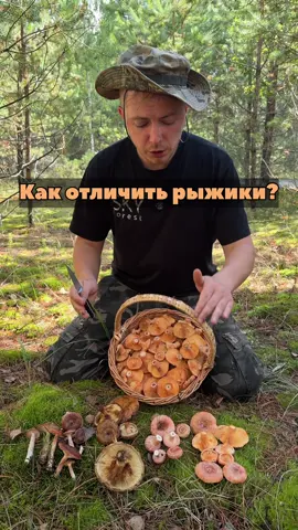 Как отличить рыжики?! Царский гриб! 👑 