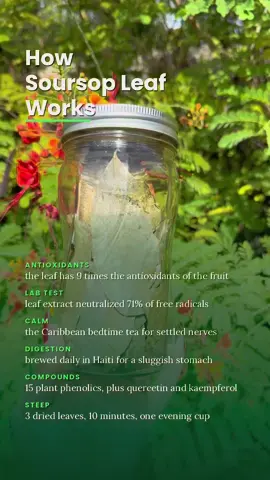 How soursop leaf works, with the receipts. Antioxidants: lab analysis found the leaf holds about 9 times the phenolic antioxidants of the fruit pulp, 0.184 versus 0.020 mg per mL (Chemistry, 2025). Lab test: soursop leaf extract neutralized 71% of free radicals in a standard DPPH test, versus 15% for the fruit (same study). Calm: across the Caribbean and Haiti, soursop leaf has been brewed for generations as the evening tea for nerves and rest (International Journal of Herbal Medicine, 2016). Digestion: the same records list it as a daily tea for digestive sluggishness. Compounds: 15 phenolic compounds identified in the dried leaf, including quercetin, kaempferol and gallic acid (Molecules, 2022). Steep: 3 dried leaves in hot water, 10 minutes, one cup in the evening. Soursop leaf naturally contains annonacin, so enjoy it as an occasional cup rather than a heavy daily habit for years (Frontiers in Pharmacology, 2018). #soursop #soursopleaf #guanabana #graviola #herbaltea bedtimetea veganlife plantbased