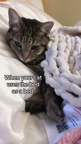 Soooo cuteeee🥰😍 #cat #cute #pet #sleep #fyp 