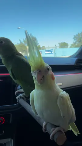 Got my bird a bird😂 when your homie is a rocker foo #bird #amazonparrot 