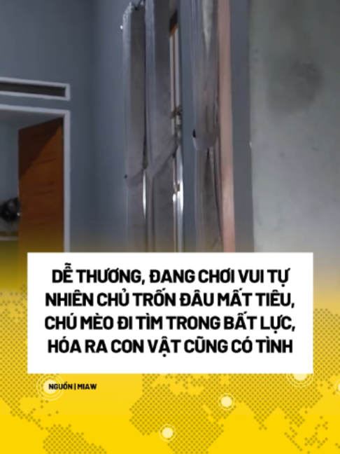 nghe kêu tìm chủ thấy thương gì đâu  #fantasticnetwork #fantasticnews #xuhuong #viral #hot #news