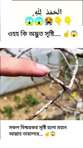 সকল বিষ্ময়কর সৃষ্টি হলো মহান আল্লাহ তায়ালার