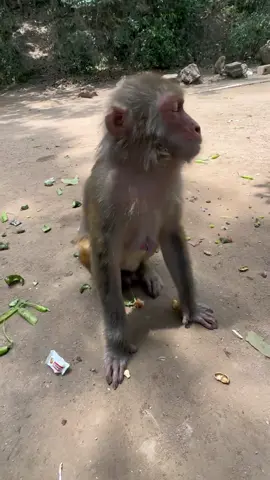 😄😄#monkey #lovemonkey #foryou #fyp #funny