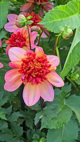 #anemone #dahlia #cutflowergarden 