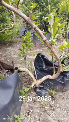 awalnya cuma akar #sancang #bonsai #fyp #fypシ 