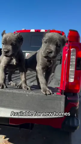 #canecorso #goviral #dogsoftiktok 