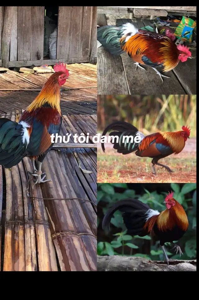 Đam mê vẫn là một cái gì đấy đúng ko ae….” #dammegarung #garungmienbac 