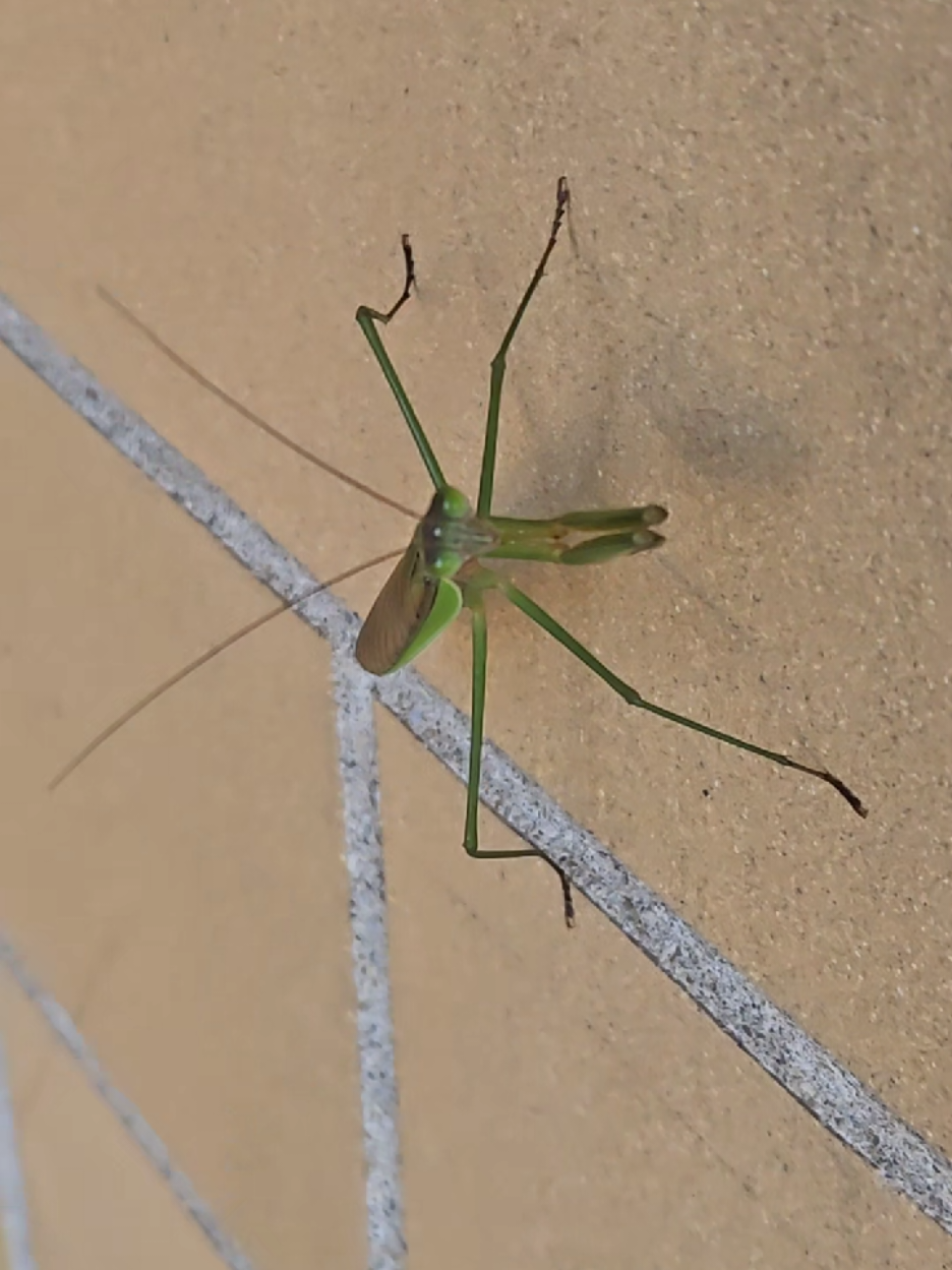 they're following me now 😆 #prayingmantis #fyppppppppppppppppppppppp #nature #fyp #bugs 