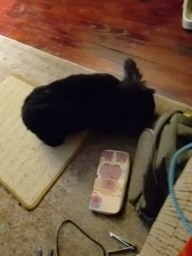 #rabbit #lionhead #bunniesoftiktok #rabbitsoftiktok #fypシ 