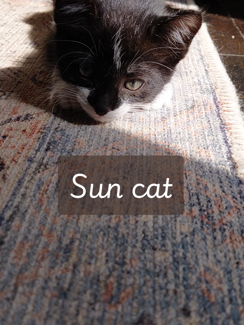 A Sun Kitty😍#7weeksold #kitty #catlover #fyp 