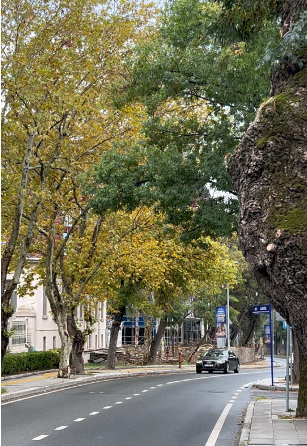 Autumn 🍂 vibes in Beautiful Istanbul 🥹🇹🇷✈️#fyp #turkiye #travel #viral#tiktoks 