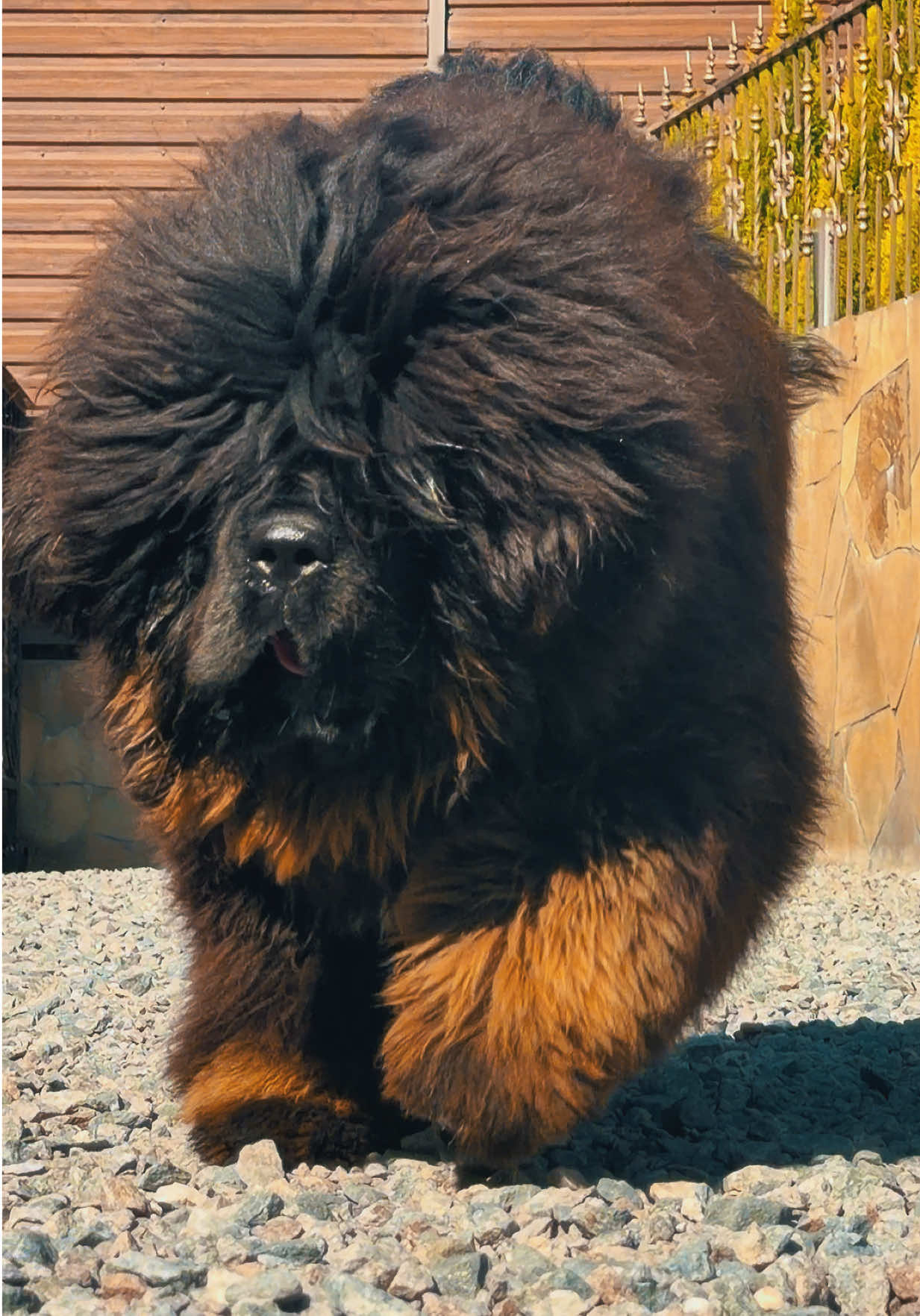 Black star #dog #tibetanmastiff #pet #тибетськиймастиф #puppies 