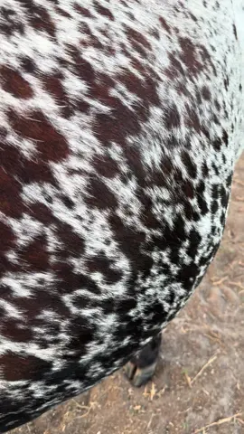 Booby update on Gracie #cow #cowcalf #cattle #cowtok #graciemae