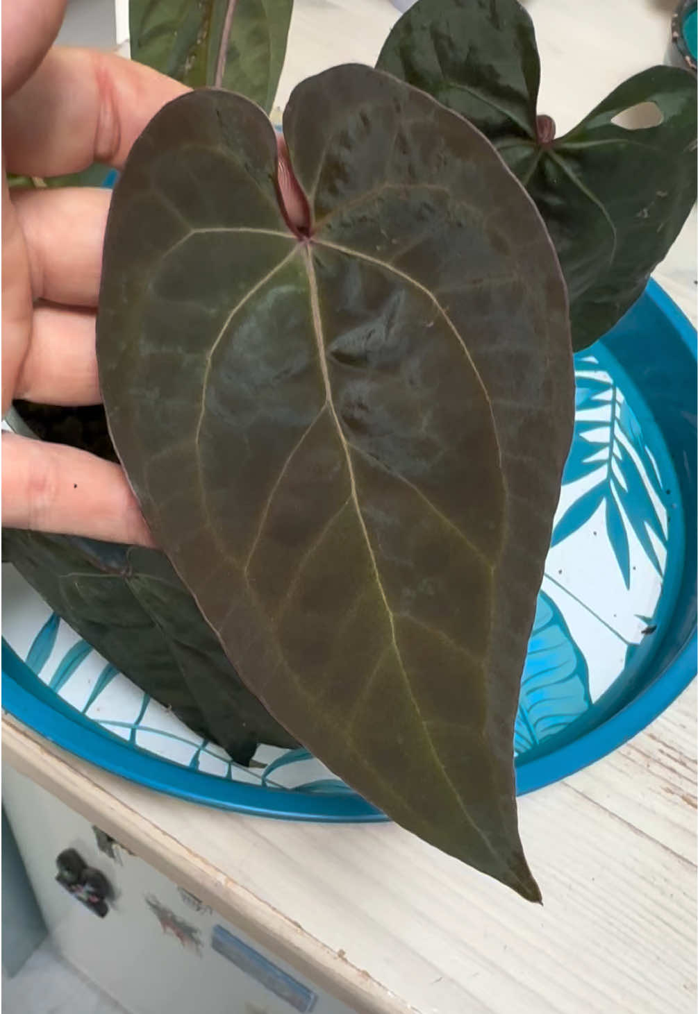 A dream plant that I never thought I’d own because of the price.. Anthurium ace of spades 🥰 I just repotted it to remove some dead roots and add extra chunky bits so hopefully it stays happy all winter. With two other Anthurium I didn’t disturb the root ball and just plopped them in slightly bigger pots, inspired by @rousseau_atl  Very curious how it will go! #anthuriumaceofspades from @SMUKHI , soil mix advice from @Katja #anthurium #houseplants #repotting 