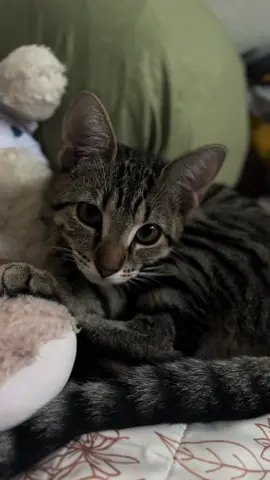 #tabbycat #cottagecore #asthetics #bedroom #catlover 