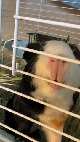 ravi #guineapig #cuteanimals #guineapigs #guineapigsoftiktok #cute 