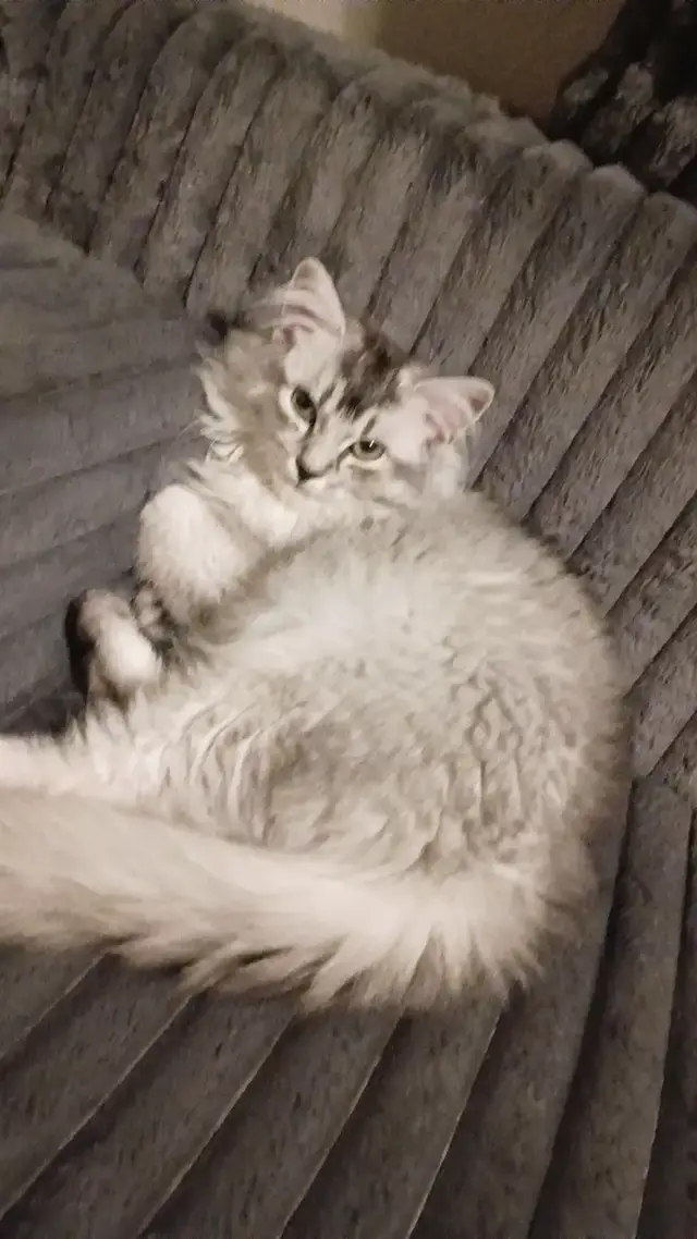 #catlovers #cat 