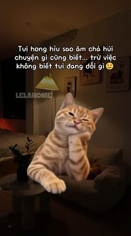 Tui hong hỉu sao ăm chả húi chuyện gì cũng biết… trừ việc không biết tui đang dỗi gì🙂 #homestay #homestayhanoi #lelahome #catmemes 