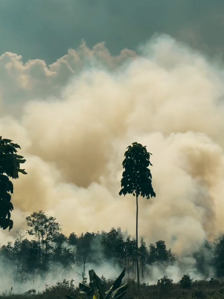 Kebakaran hutan kalimantan selatan. Semoga cepat hujan #karhutla #kabutasap #kalsel #banjarmasin