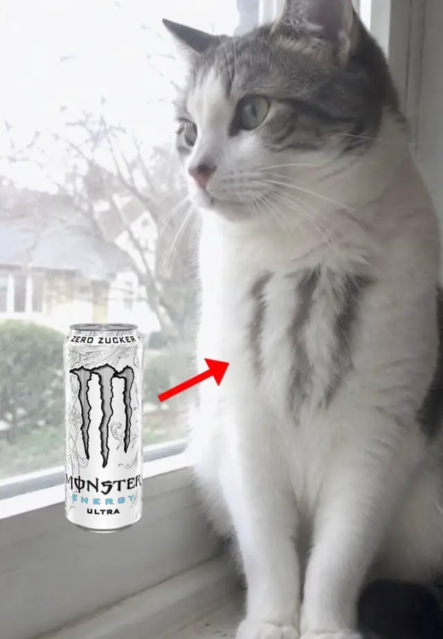 i love cats  i love monster energy my favorite are: ultra black & gold pineapple #cats #cat #catlover #monsterenergydrink #monsterenergy 