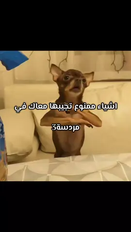 اشياء ممنوع تجيبها⚠️‼️ . . . #شدخلني#نيق_نيق#حماره#مالي_خلق_احط_هاشتاقات 
