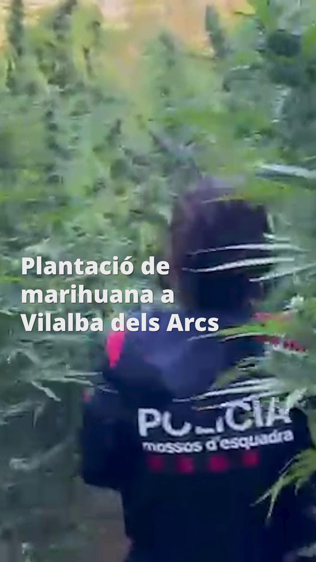 ☘️ 1.800 metres quadrats de plantacions de marihuana a Vilalba dels Arcs.