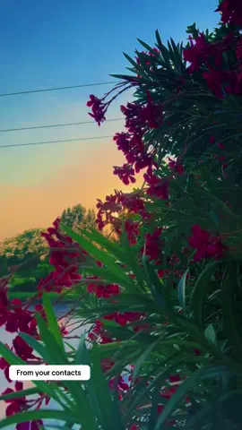 Sunset 🍂🌿🖤