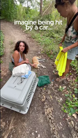 We went back to where Lola had been hit by a car, hoping we could find her owners, because when we found her, she seemed well taken care of, not looking like a stray. Lola was reunited with her family after 4 months of being in our care. 🤍 (her name is actually Teo haha) Sometimes rescue means giving them a new home. Sometimes it means helping them find their way back to the one they already had. #DogRescue #RescueDog #dogreunion #PhilippinesDogs #AnimalRescue
