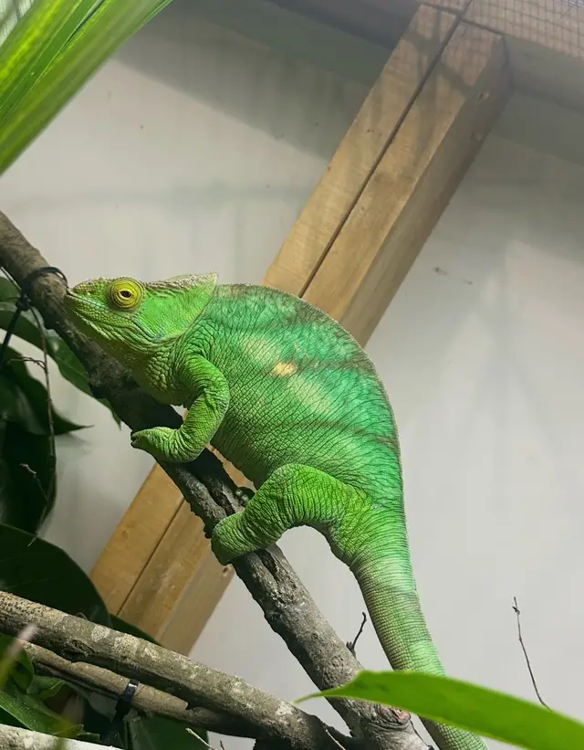 This big girl is Mable!!  She is the largest female we have ever had come in!  When Tim took her out the bag, he was positive she had eggs…..but nope!  She’s just a massive female!  Isn’t she beautiful!!  Bet yall can’t guess who we got her from!  Of course it’s Jay DuBay!!!! #calumma #parsonschameleon #nealonreptiles #greengiantparsons #mablethegreengiantparsons 