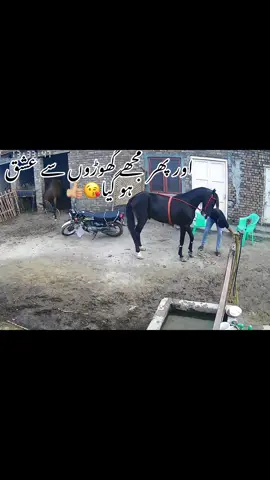 AFREEN  AFREEN  HUSN-E-JANAA  KE  TAREEF  MUMKIN  NAHI #horse 
