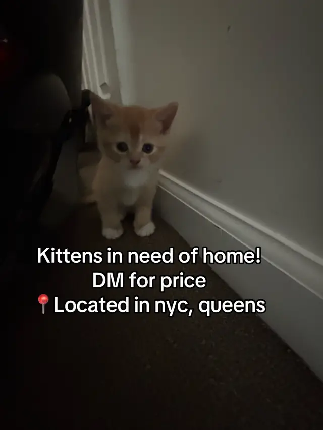 Message me for more info! Kittens need a home asap #kittens #fyp #selling #foryoupage 