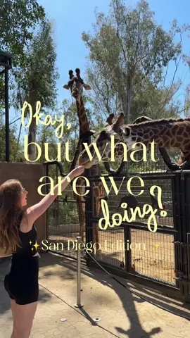 Welcome to my new series where I share all my favorite things to do in San Diego ✨ I love a good farmers market and highly recommend getting an annual zoo pass if you’re a local!  #weekendinsandiego #sandiegozoo #thingstodoinsandiego #ugccreator #sandiegocreator @San Diego Zoo 