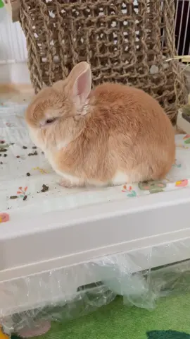 My bunny is way too chill… now I’m the one who clearly has no boundaries 😂🐰 #PetRabbit #BunnyTok #RabbitLife #BunnyLove #RabbitParents