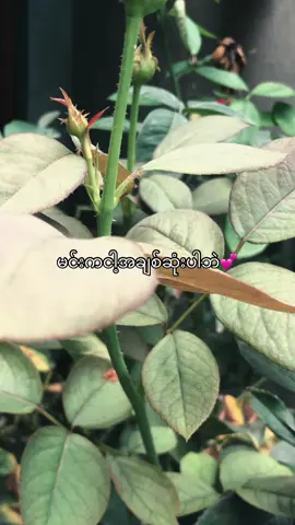 #💞💞💞 #fyppppppppppppppppppppppp #viarl #tiktok #စာသားcrdပေးပါတယ် 