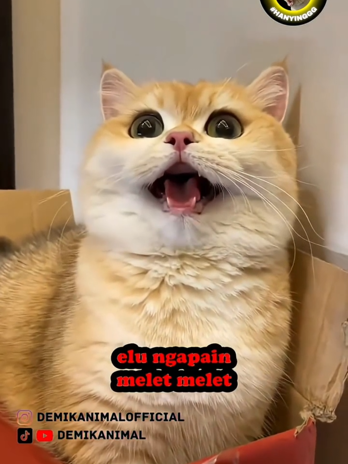 sc demik animal #fypシ #kucing #komedi 