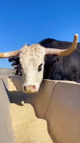 Toro Comiendo #toro #animales #ganaderia #paratiktok #parati 