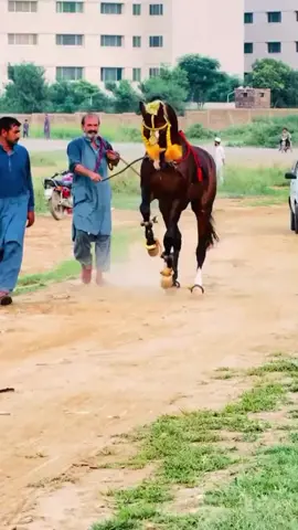 #horse🐎🐎🐴 #horsedancingvideo #horsetok #horsevideo 