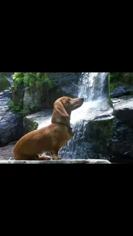 dachshund>>>>>> #dog #dachshund #Love #fyyyyppppppp #fypシ 